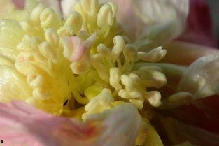 花蕊 在线观看,在线观看，探寻古典美学的韵味之旅